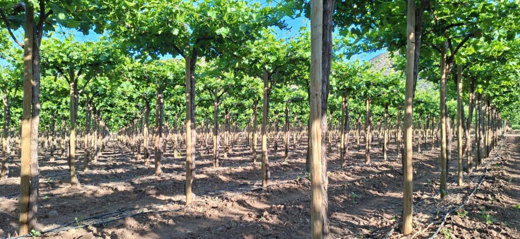 Nuestro Fundo imagen de whatsapp 2025 10 30 a las 16.15.07 27bee2f8